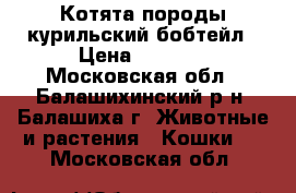 Котята породы курильский бобтейл › Цена ­ 2 500 - Московская обл., Балашихинский р-н, Балашиха г. Животные и растения » Кошки   . Московская обл.